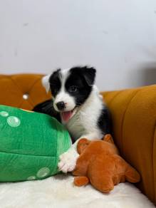 Border Collie Black white