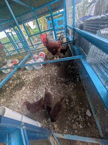 Ayam Rhode Island Red