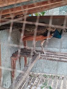 merak india