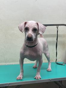 Free Adoption - White Male Poodle (Melaka)