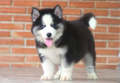 Wooly Husky