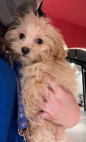 Tiny poodle dog for sale
