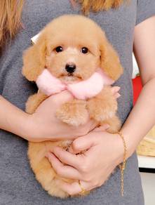 Maltipoo