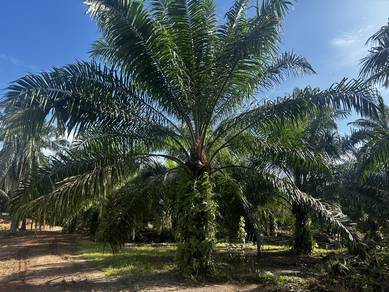 Agricultural Land in Port Dickson, NSN