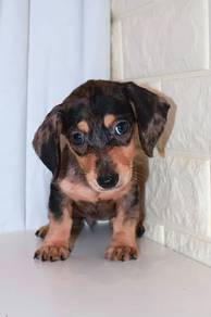 J0217 Dachshund Black Tan Long Body Dog