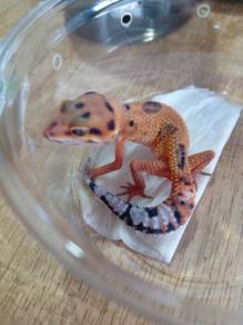 Leopard Gecko 