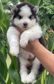 SIBERIAN HUSKY PUPPIES 🌻 NA12  Fluffy~Male Female