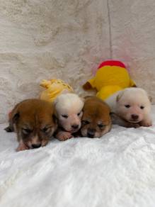Shiba inu