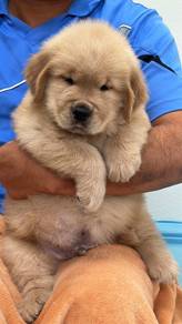 Golden Retriver