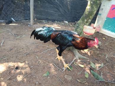 Ayam Kampung Asli