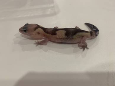 African Fat Tail Gecko - Zulu Oreo