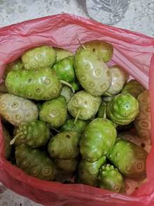 Buah mengkudu ( Noni Fruit )