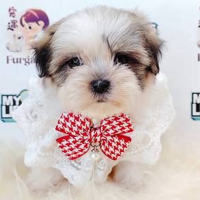 Shih Tzu