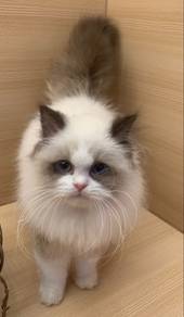 Ragdoll Untuk Dijual !!