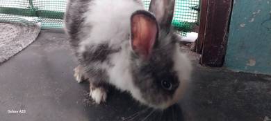Rabbit Hybrid For Sale 