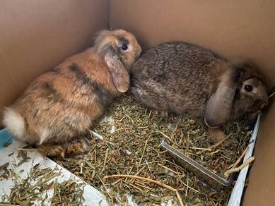 Holland Lop Rabbit Arnab