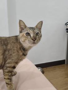Cat Adoption