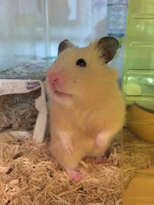Syrian hamster 🐹