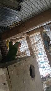 burung