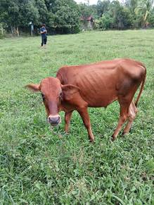 Lembu jantan setahun lebih