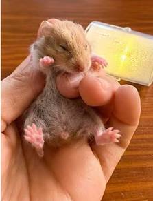 Long Hair Syrian Hamster (Brown White Color)