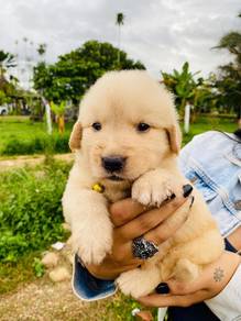 Golden Retriever'''