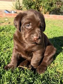 Labrador retriever d
