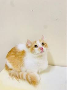munchkin supershort