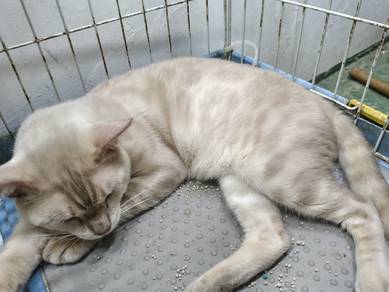 Bengal Snow Male