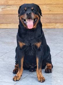 Rottweiler stud in Johor bahru
