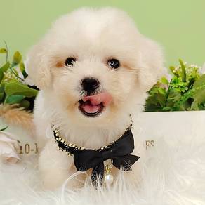 Maltipoo