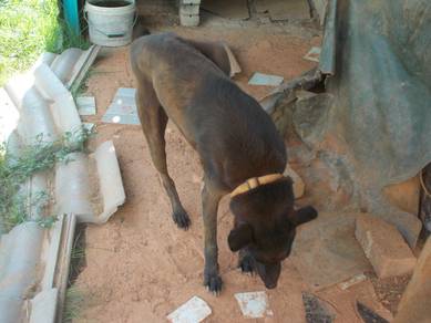 Boxer Seeks A Loving Home