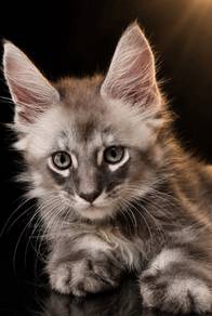 Maine Coon