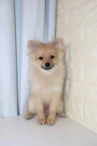 J0584 Pomeranian Cute Round Face Tiny Puppy