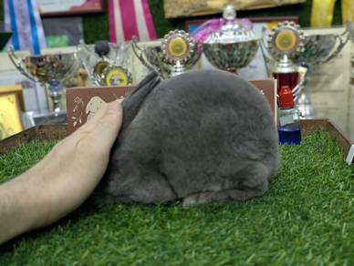 Arnab Mini Rex Rabbit, bl