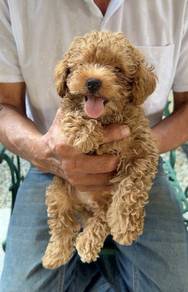 Tiny Toy Poodle Male puppy