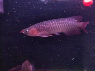 Arowana Super red murah2 ‼️