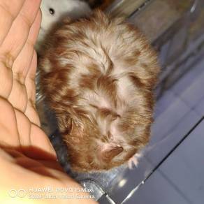 Hamster Syirian Chocolate Rex Female