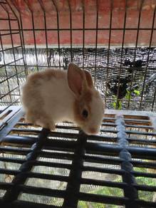 Set Arnab Untuk Pemula / Rabbit Beginner Set