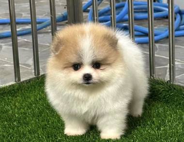 POMERANIAN PUPPIES A220 🌻 Fluffy Small ~ Girl