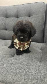 Pure Breed Short Legs Poodle (Female1) 纯种短腿 泰迪贵宾