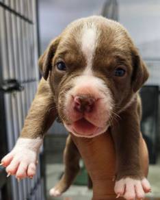 American Pitbull for sale 