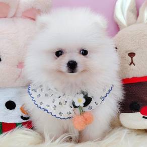 Pomeranian
