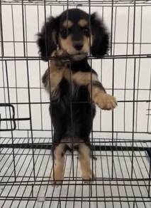 Mini dachshund black tan color rare