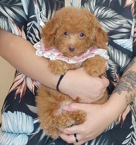 Poodle