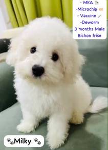 Bichon Frise Premium (MKA,Microchip, Vaccine)