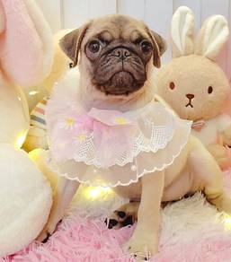 Pug