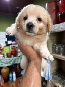 Maltese mix Poodle puppies
