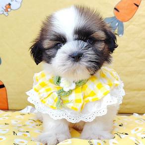 Shih Tzu