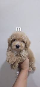 tinypoodle
